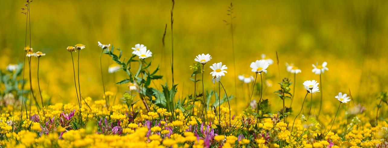 Natural Capital Investment Alliance | One Planet Summit